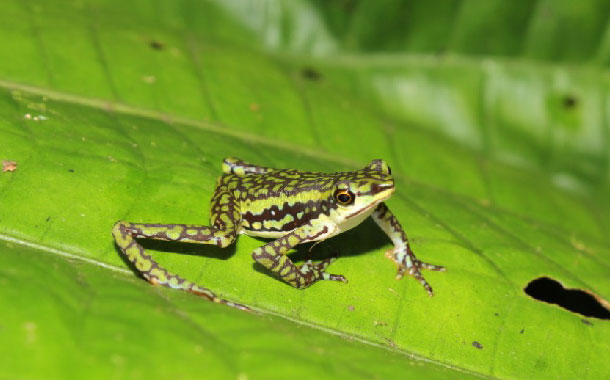 http://www.teleamazonas.com/wp-content/uploads/2020/09/anfibios-2.jpg